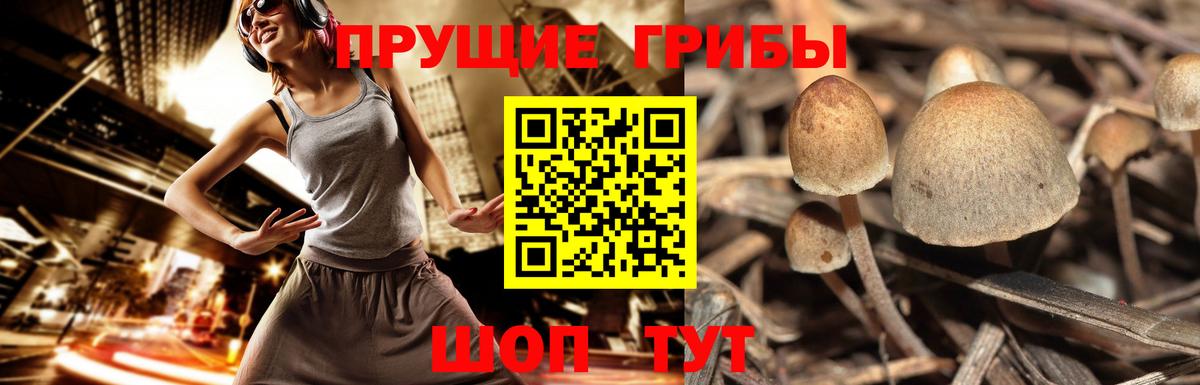 Галлюциногенные грибы мухоморы  Псилоцибиновые грибы GOLDEN TEACHER  Вход с VPN  купить наркоту  Раменское 